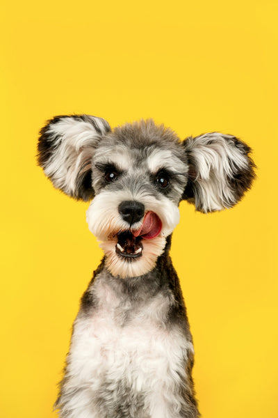 Dogs