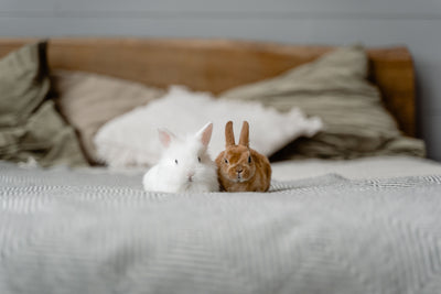 Small Animals