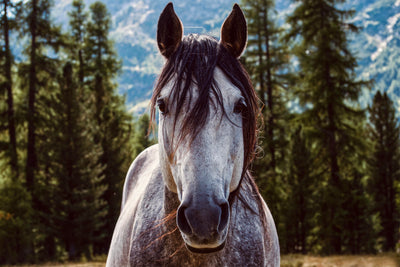 Horses